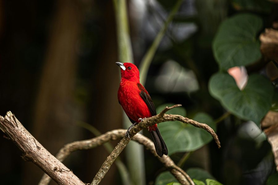 Peru Coast Highland and Jungle