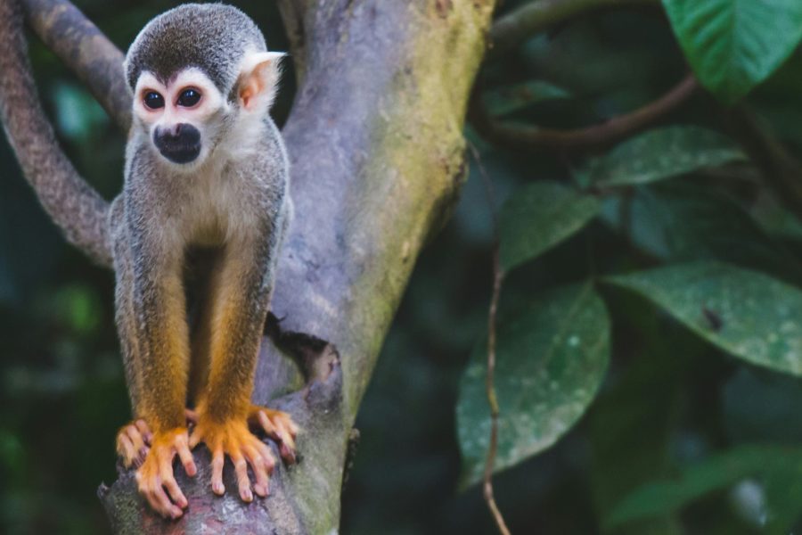 Peru and the Amazon