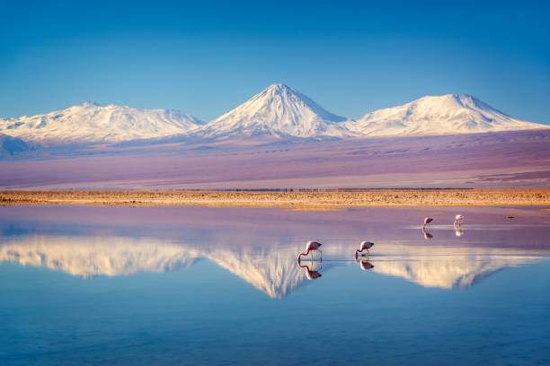 Day 5: Salar de Atacama, Altiplanic Lagoons & Piedras Rojas